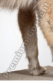 Wolf leg photo reference 0015